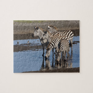 Puzzle Afrique. Tanzanie. Zèbres buvant à Ndutu