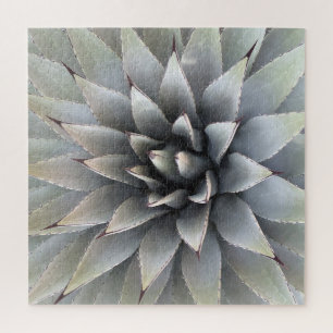 Puzzle Agave Succulent Plante Cactus Vert sauge