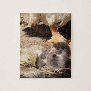 Puzzle agriculture, animal, art, bébé, bec, oiseau,