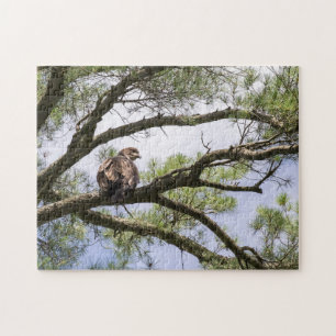 Puzzle Aigle À Balles Juvénile Dans Un Pin Tree