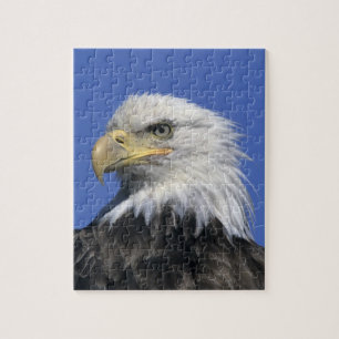 Puzzle Aigle à tête blanche (Haliaeetus leucocephalus), s