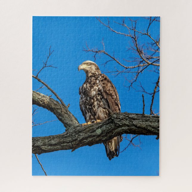 Puzzle Aigle à tête blanche immature en Peekskill, NY (Vertical)