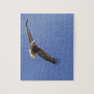 Puzzle Aigle chauve