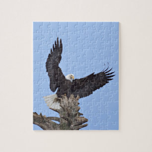 Puzzle Aigle (Haliaeetus leucocephalus) avec ailes