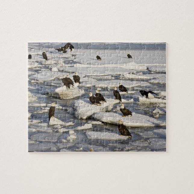 Puzzle Aigle, Haliaeetus leucocephalus, Homer, 2 (Horizontal)