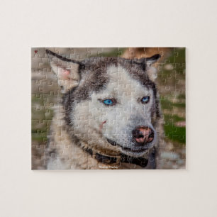 Puzzle Alaskan Huskey