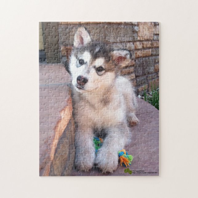 Puzzle Alaskan Malamute Puppy Head Tilt Photographie (Vertical)