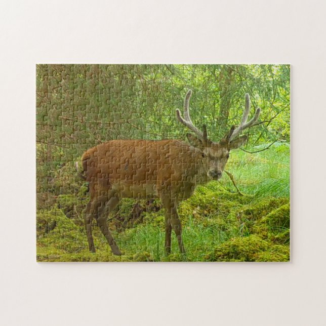 Puzzle Alerte Cerf Rouge dans une Forêt Verte Luxuriante  (Horizontal)