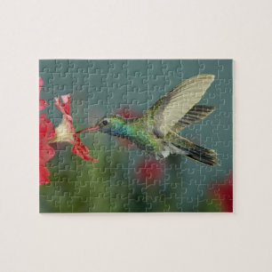 Puzzle alimentation mâle sur Petunia, Madera Canyon, Ariz