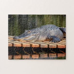 Puzzle Alligator at Homosassa Springs Wildlife State Park