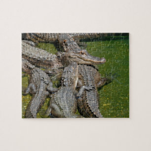 Puzzle Alligators américains