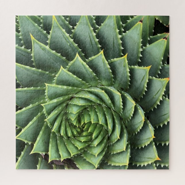 Puzzle Aloe spirale Fibonacci (Vertical)