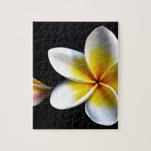 Puzzle Aloha le Frangipani hawaïen fleurit des Plumerias