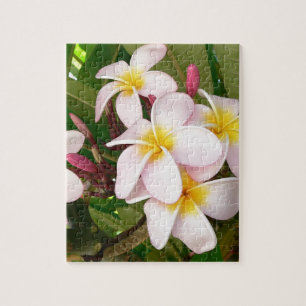 Puzzle Aloha le Frangipani hawaïen fleurit des Plumerias