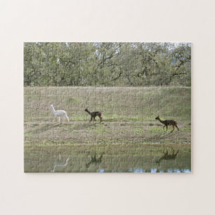 Puzzle - Alpaca Reflections