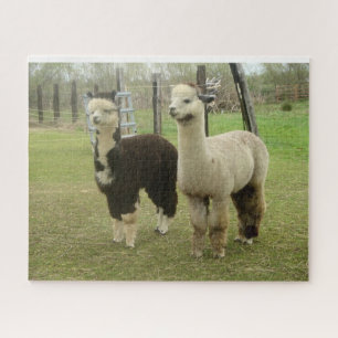 Puzzle Alpacas