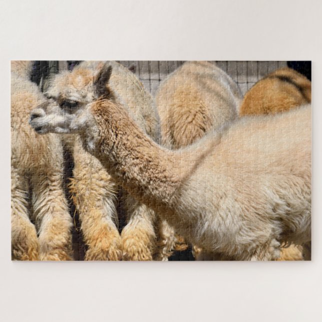 Puzzle alpacas à la ferme (Horizontal)