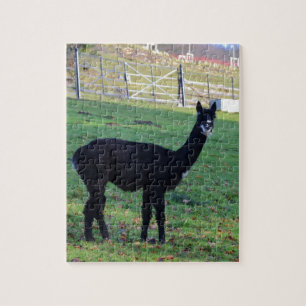 Puzzle Alpaga