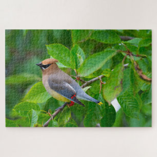 Puzzle Amateur d'oiseaux super défi Jaseur cendré