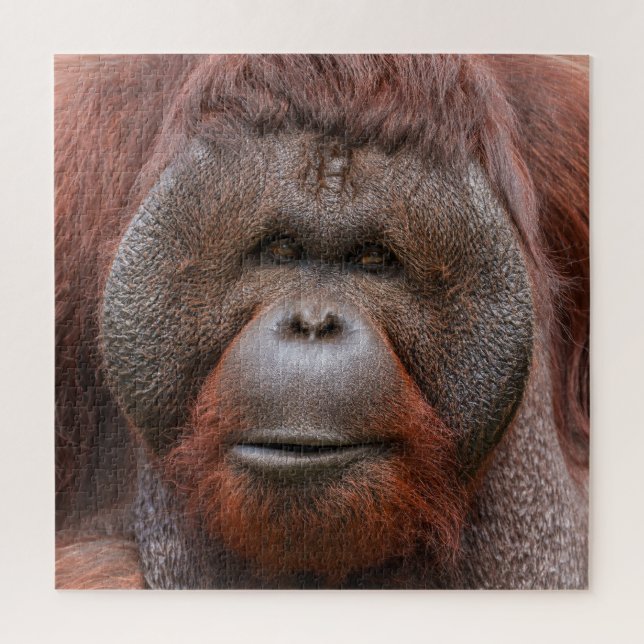 Puzzle Âme sous les bajoues – Visage d'orang-outan (Vertical)