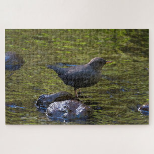 Puzzle American Dipper