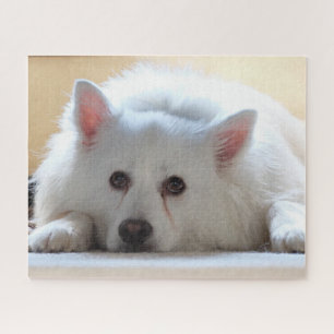 Puzzle American Eskimo Dog