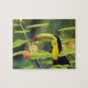 Puzzle Amérique centrale, Honduras. Toucan à bec caréné