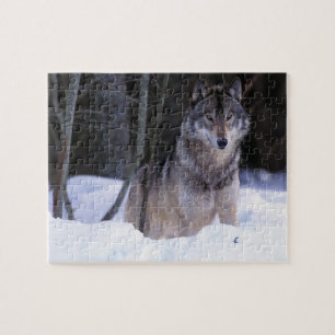 Puzzle Amérique du Nord, Canada, Est du Canada, Loup gris
