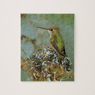 Puzzle Amérique du Nord, États-Unis, Alaska. Colibri à go