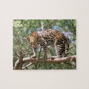 Puzzle Amérique du Sud, Équateur, Amazonie. Ocelot