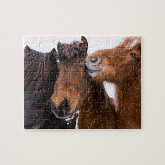 Puzzle Amis du cheval islandais, Islande (Horizontal)
