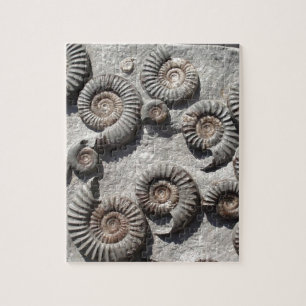 Puzzle ammonites fossiles multiples du Lower Lias