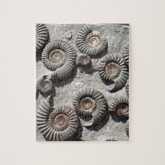 Puzzle ammonites fossiles multiples du Lower Lias