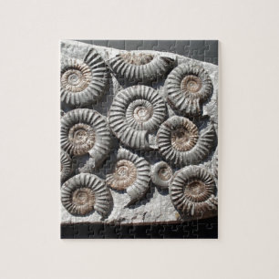 Puzzle Ammonites sur la photo de roche