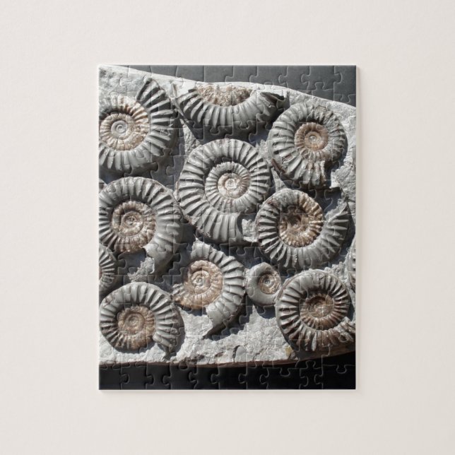 Puzzle Ammonites sur la photo de roche (Vertical)
