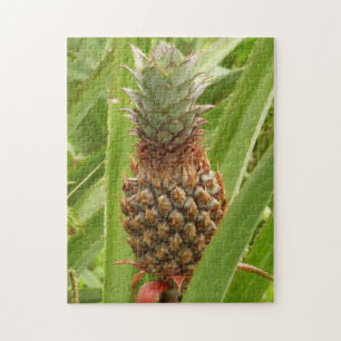 Puzzle Ananas sauvage Fruit tropical dans la nature