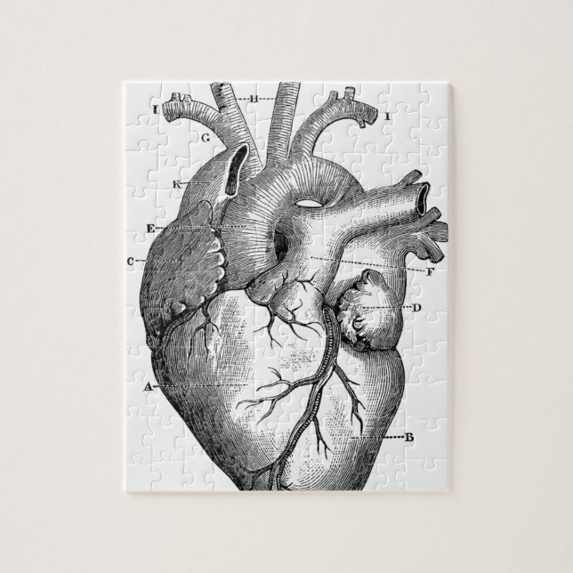 Puzzle Anatomie-Coeur-Image-Cru (Vertical)