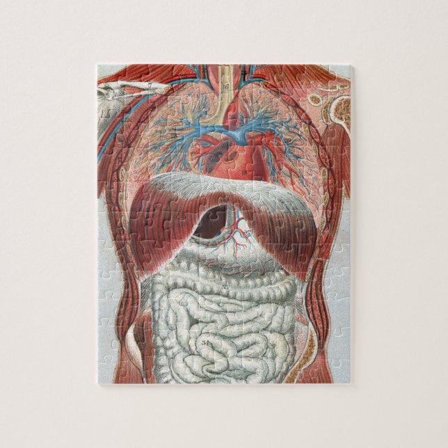 Puzzle Anatomie du corps humain (Vertical)