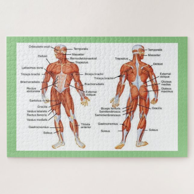 Puzzle Anatomie humaine (Horizontal)