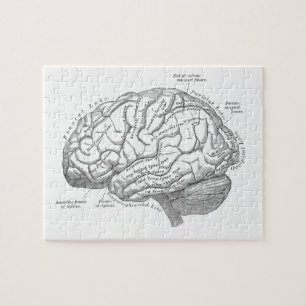 Puzzle Anatomie vintage de cerveau