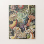Puzzle Anémones de mer, Actiniae Seeanemonen Ernst Haecke<br><div class="desc">Sea Anemones,  Actiniae Seeanemonen Ernst Haeckel Puzzle Plante Vintage.</div>