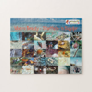 Puzzle Anglais : Macro Beauté - Coquillages - en Siquijor
