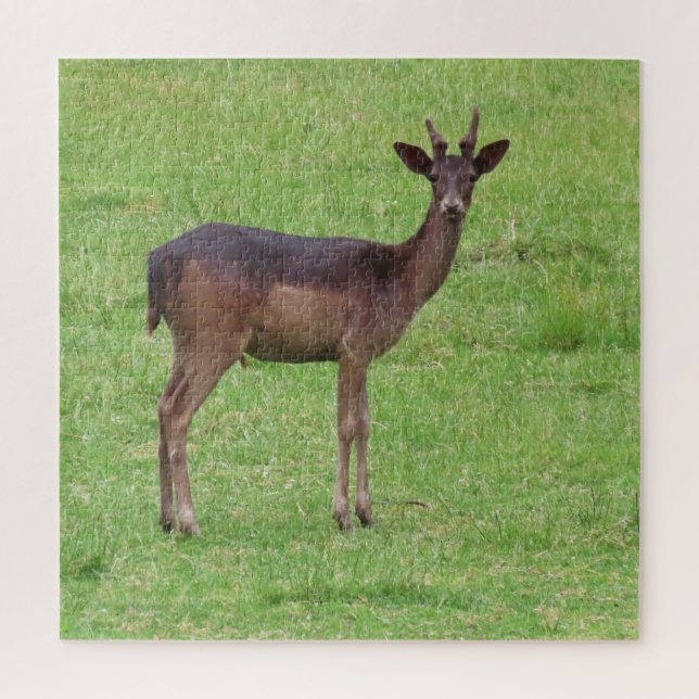 Puzzle animal, cerf, nature, faune, sauvage, cerf, forêt (Vertical)