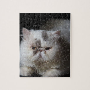 Puzzle animal, chat, blanc, animal, chaton, isolé, mignon