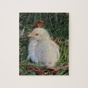 Puzzle animal, poussins de poulet vivent dans l'herbe ver