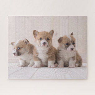 Puzzle Animaux de bébés cutest   3 Baby Corgis
