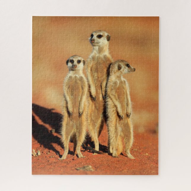 Puzzle Animaux de bébés cutest | 3 Meerkats (Vertical)