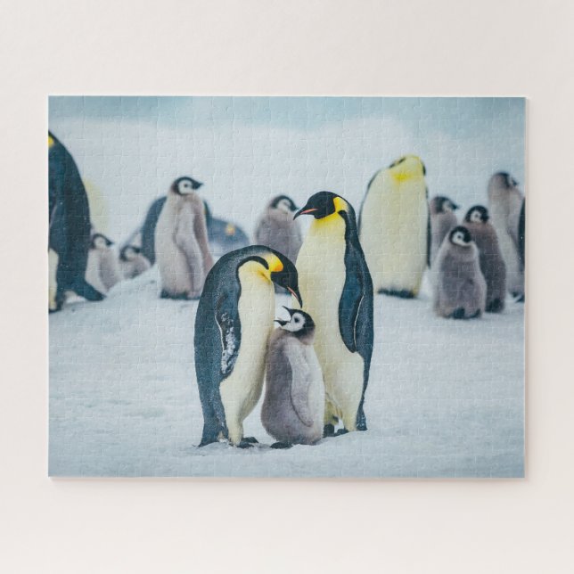 Puzzle Animaux de bébés cutest | Alimentation de pingouin (Horizontal)