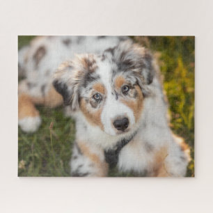 Puzzle Animaux de bébés cutest   Australian Shepherd Pupp