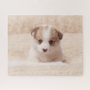 Puzzle Animaux de bébés cutest   Baby Corgi